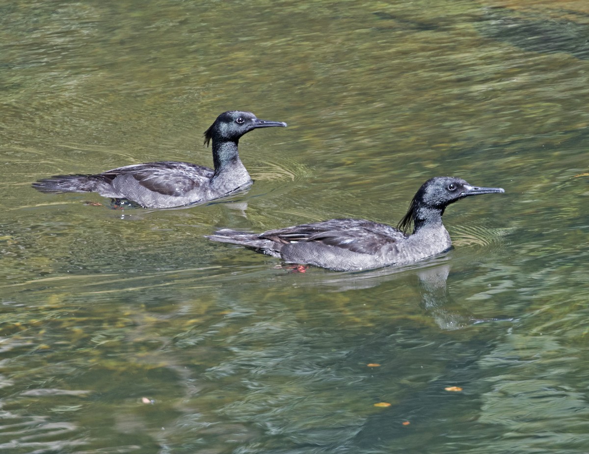 Brazilian Merganser - ML224057581