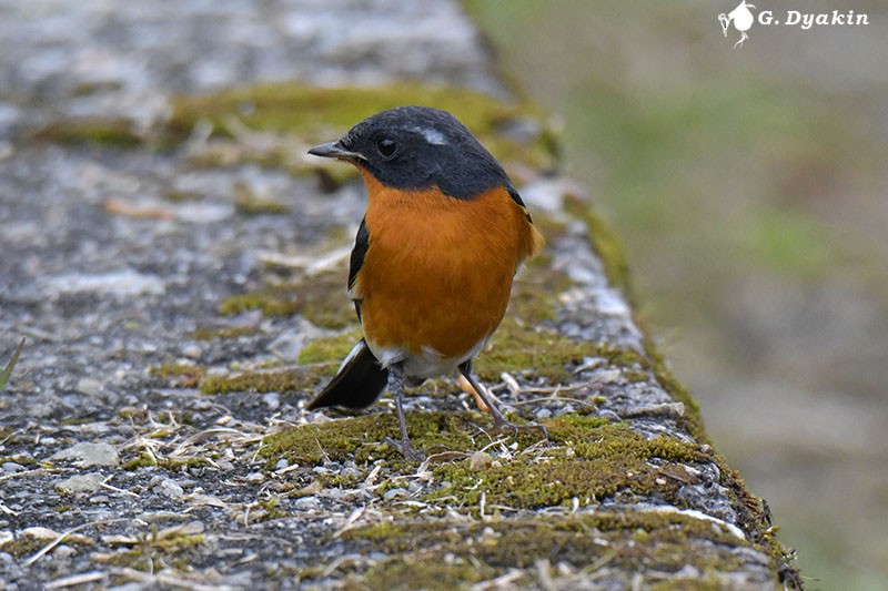 Mugimaki Flycatcher - ML224058391