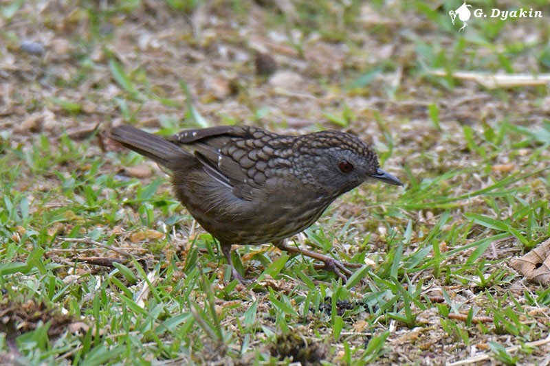 Streaked Wren-Babbler - Gennadiy Dyakin