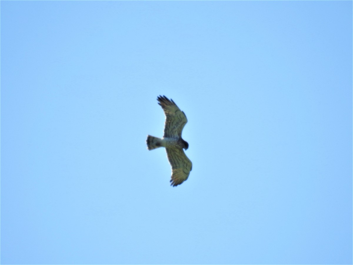 Short-toed Snake-Eagle - Güneş Deniz Yıldırım