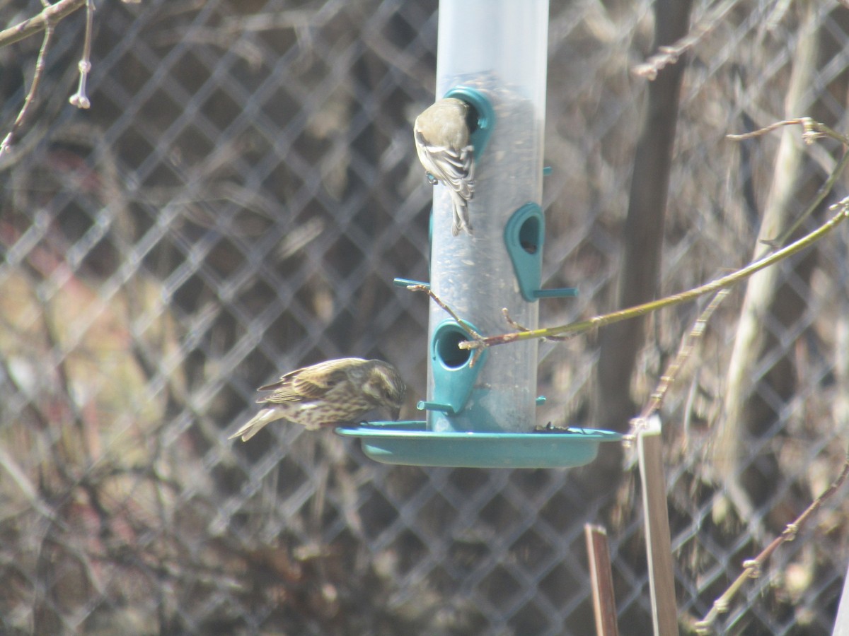 Purple Finch - ML224059421