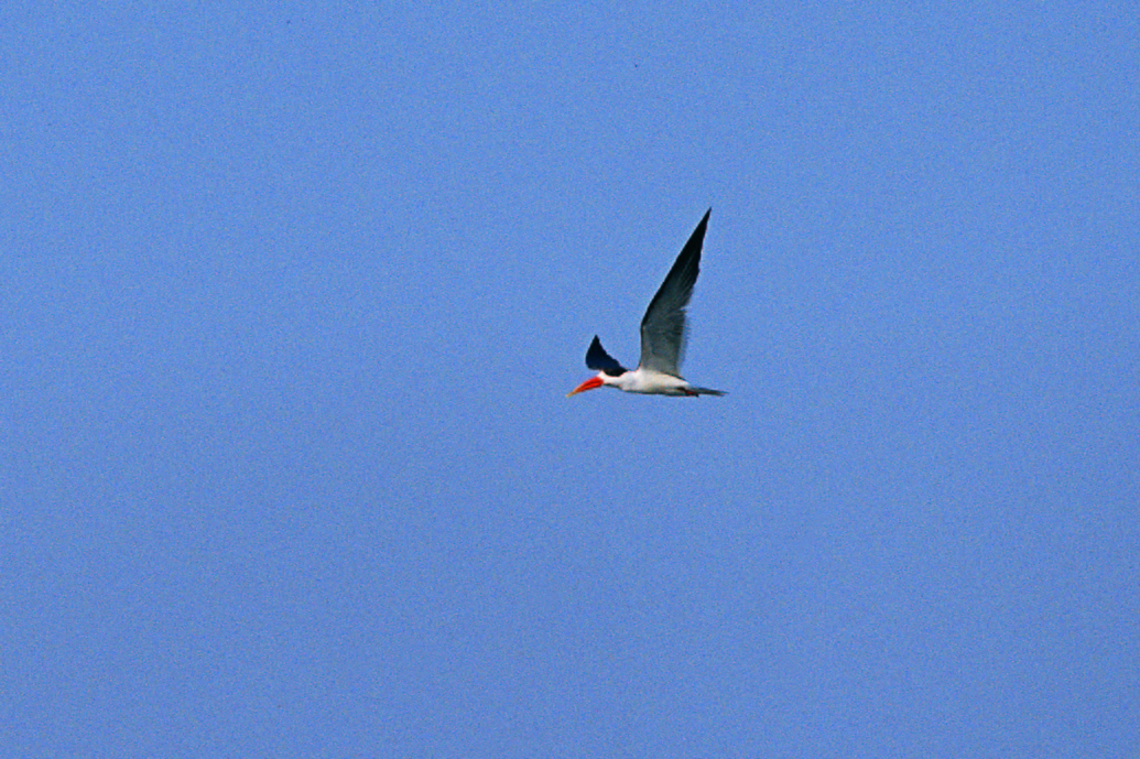 Indian Skimmer - ML224060231