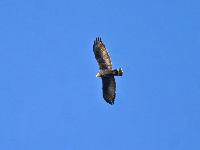 Zone-tailed Hawk - ML224061291