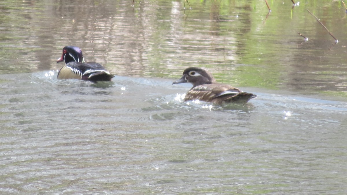 Wood Duck - ML224062601