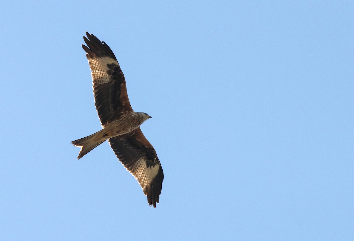 Red Kite - ML224063861