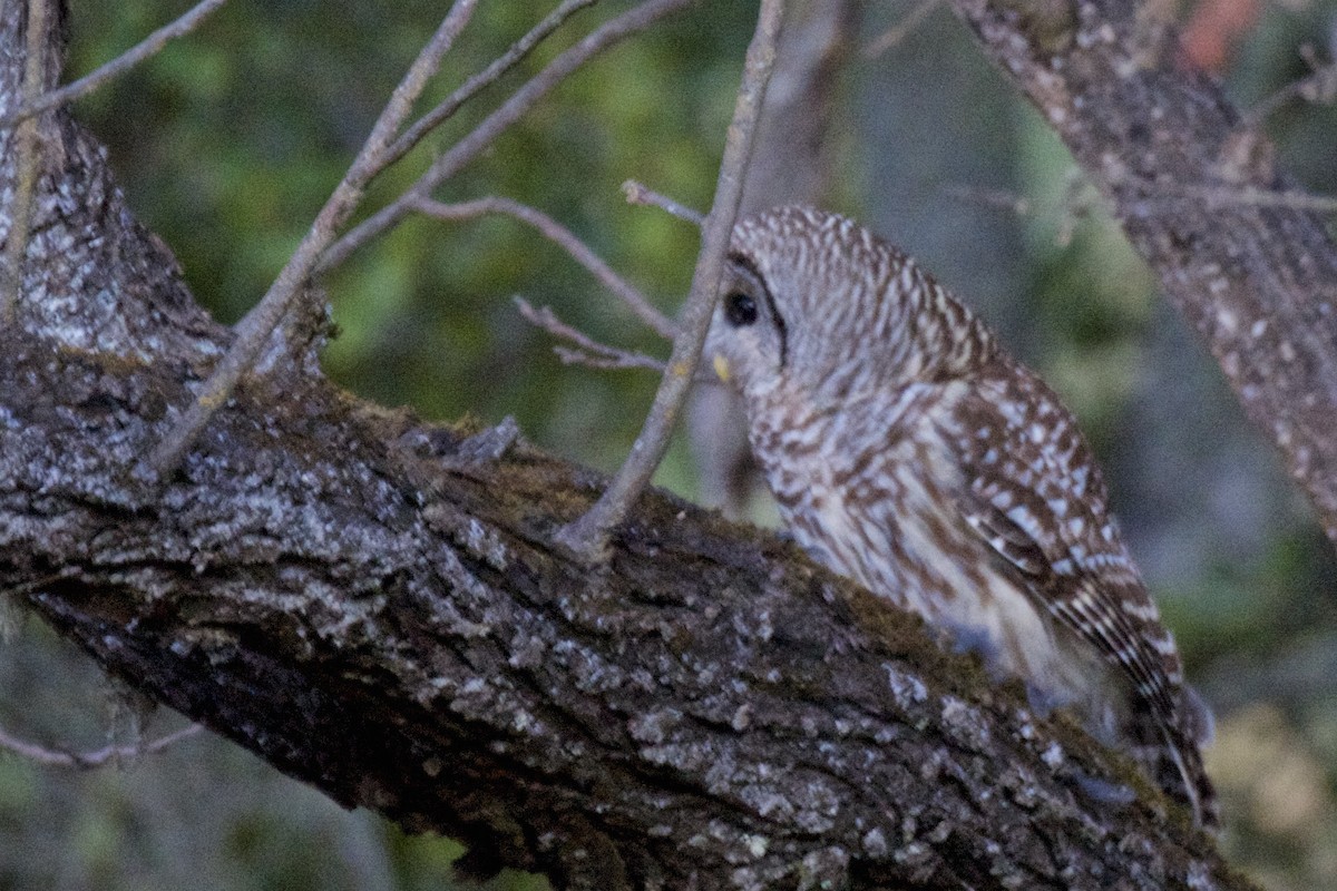 Barred Owl - ML22406391