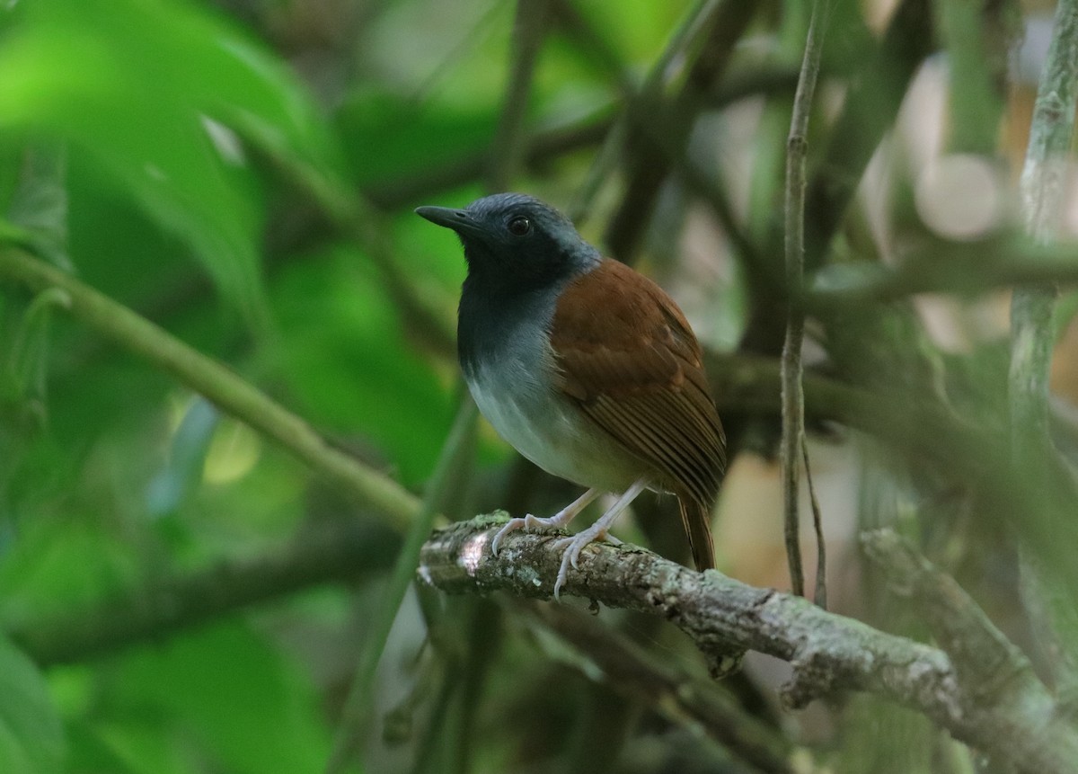 White-bellied Antbird - ML224064421