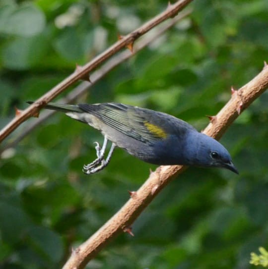 Golden-chevroned Tanager - ML224065371