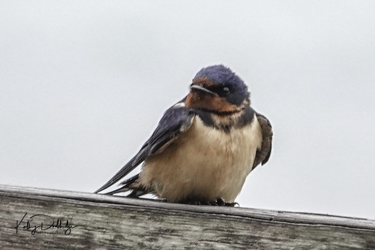 Barn Swallow - Kathy Doddridge