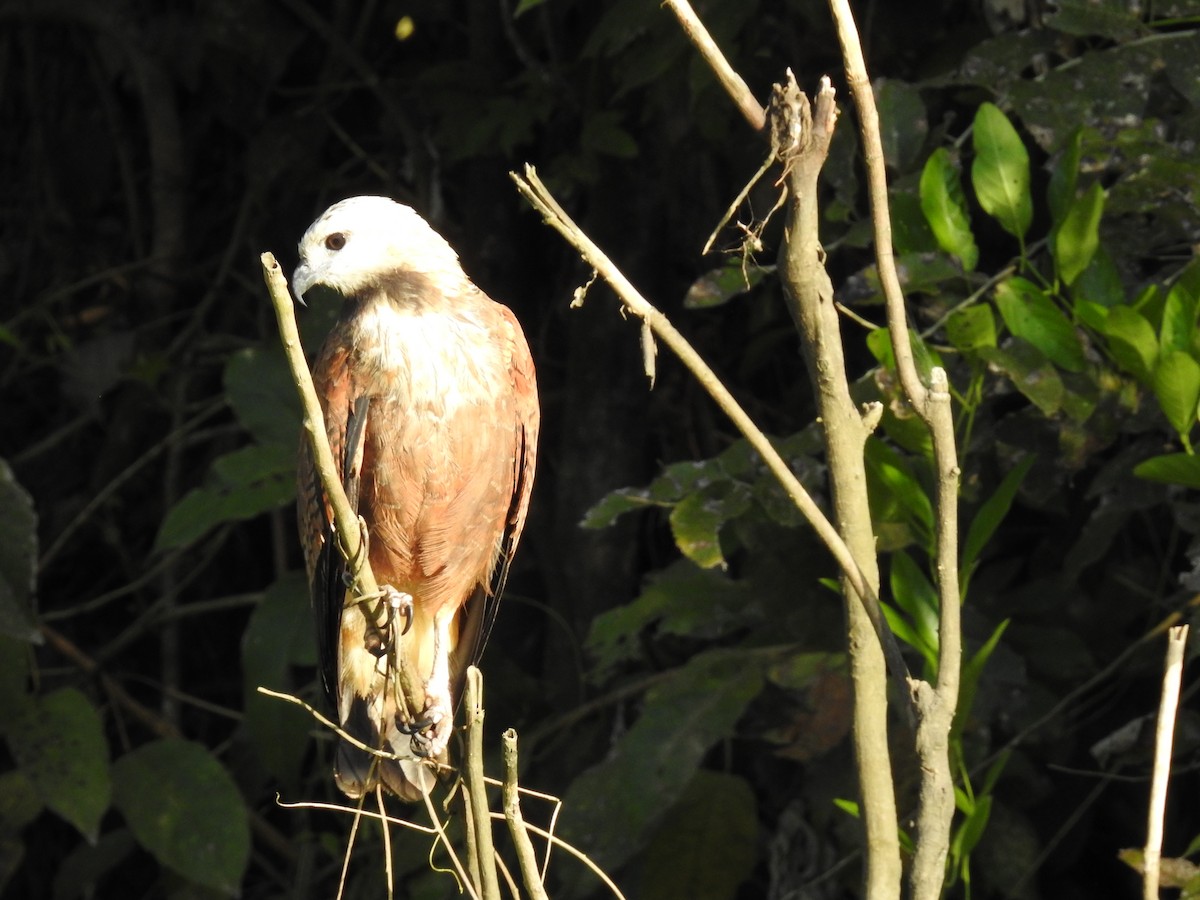 Black-collared Hawk - ML224065871