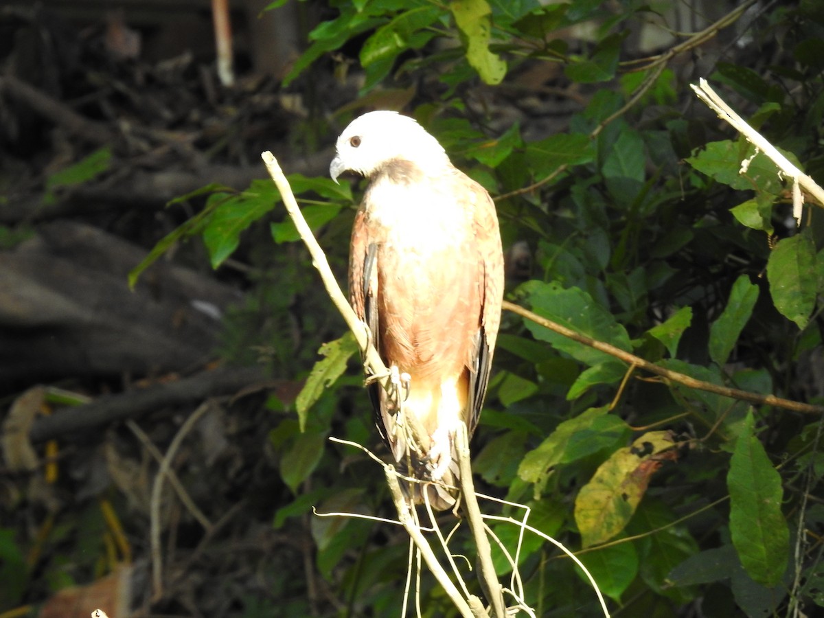 Black-collared Hawk - ML224065901