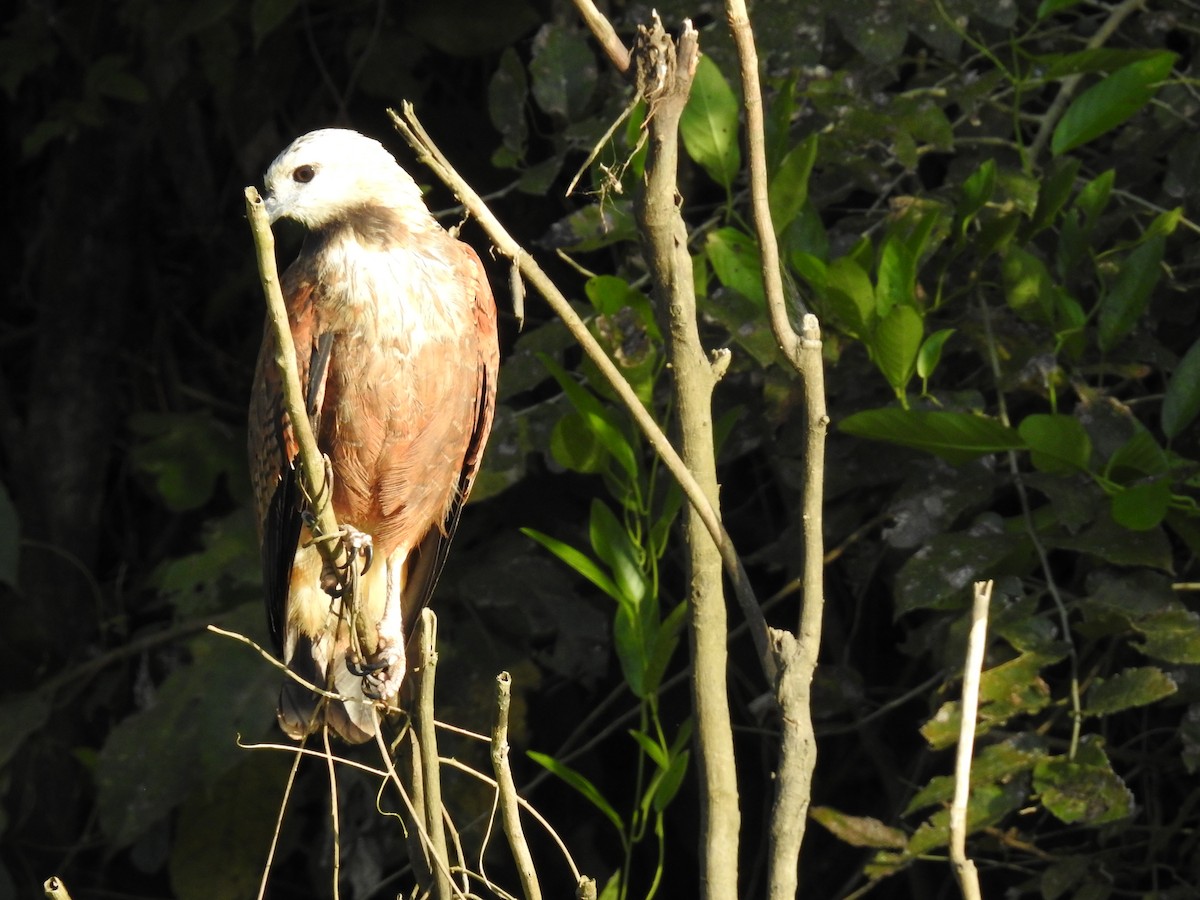 Black-collared Hawk - ML224065961