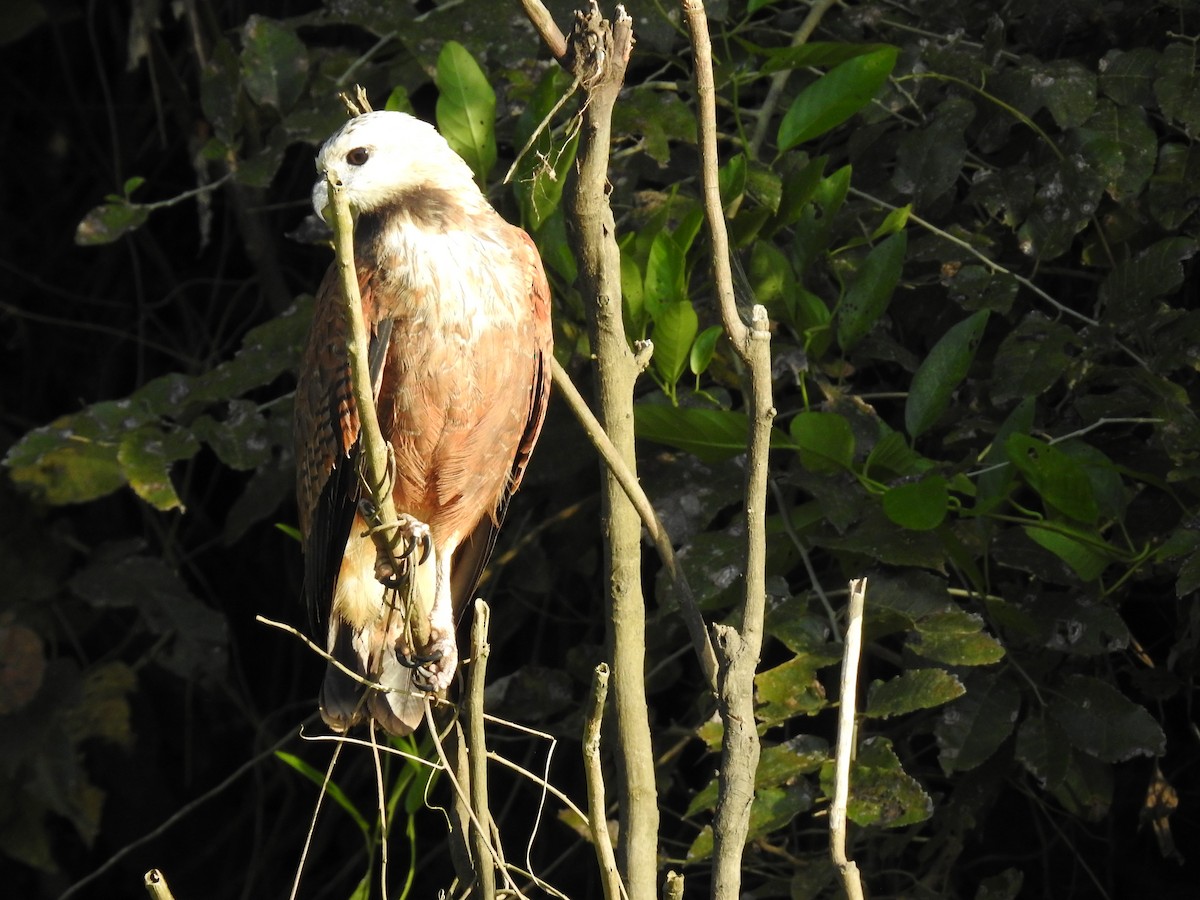 Black-collared Hawk - ML224065971