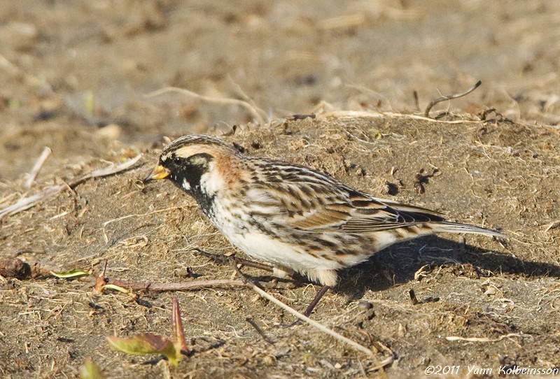 Буулгат хөмрөг - ML224066001