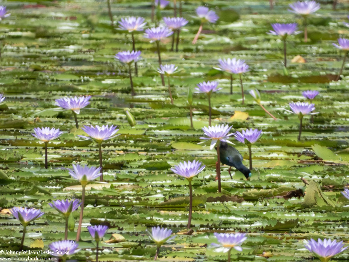 Allen's Gallinule - ML224066111