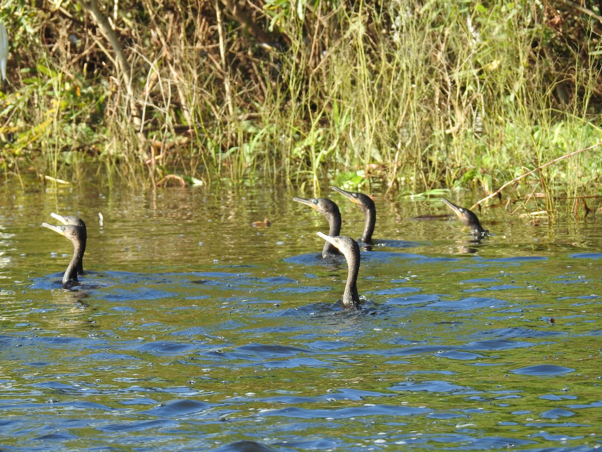 Neotropic Cormorant - ML224066171