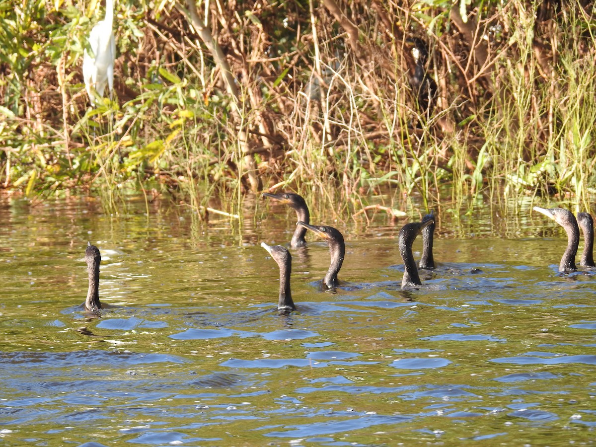 Neotropic Cormorant - ML224066281