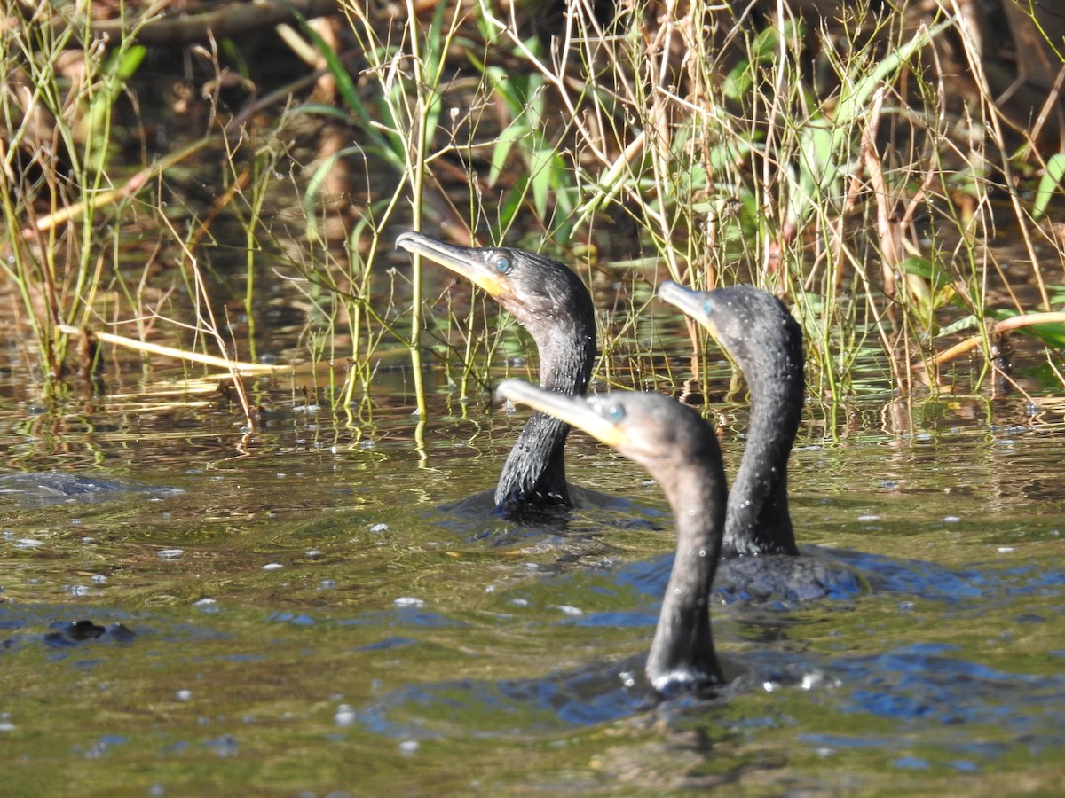 Neotropic Cormorant - ML224066291