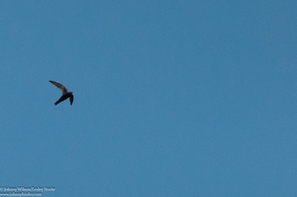 African Swift - ML224066301