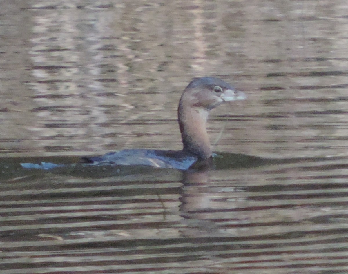 Pied-billed Grebe - ML22406641