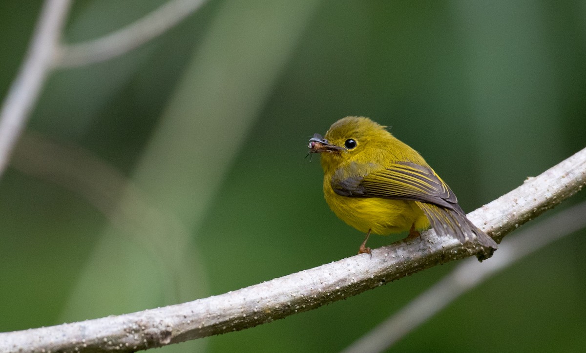 Citrine Canary-Flycatcher - ML224067531