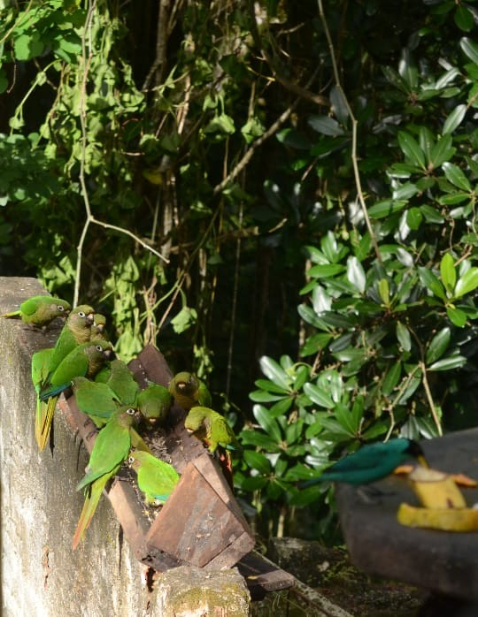 Maroon-bellied Parakeet - Vilma Oliveira