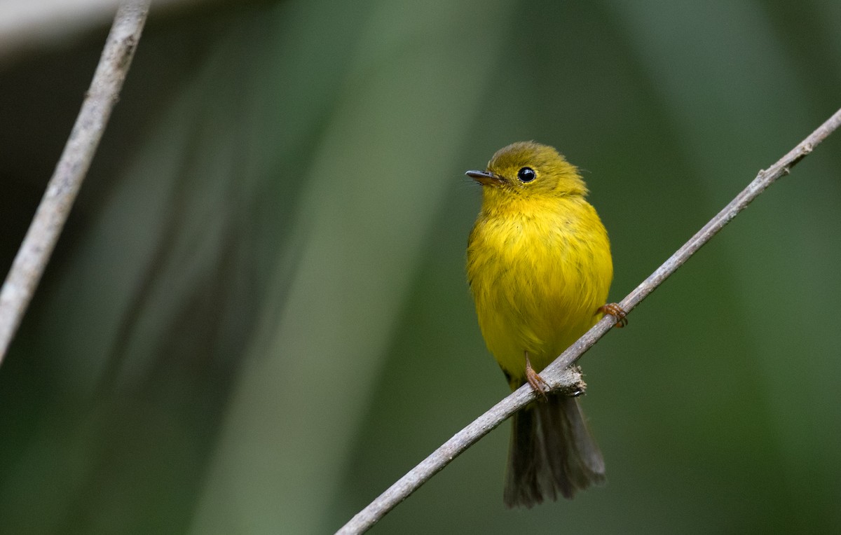 Citrine Canary-Flycatcher - ML224067591