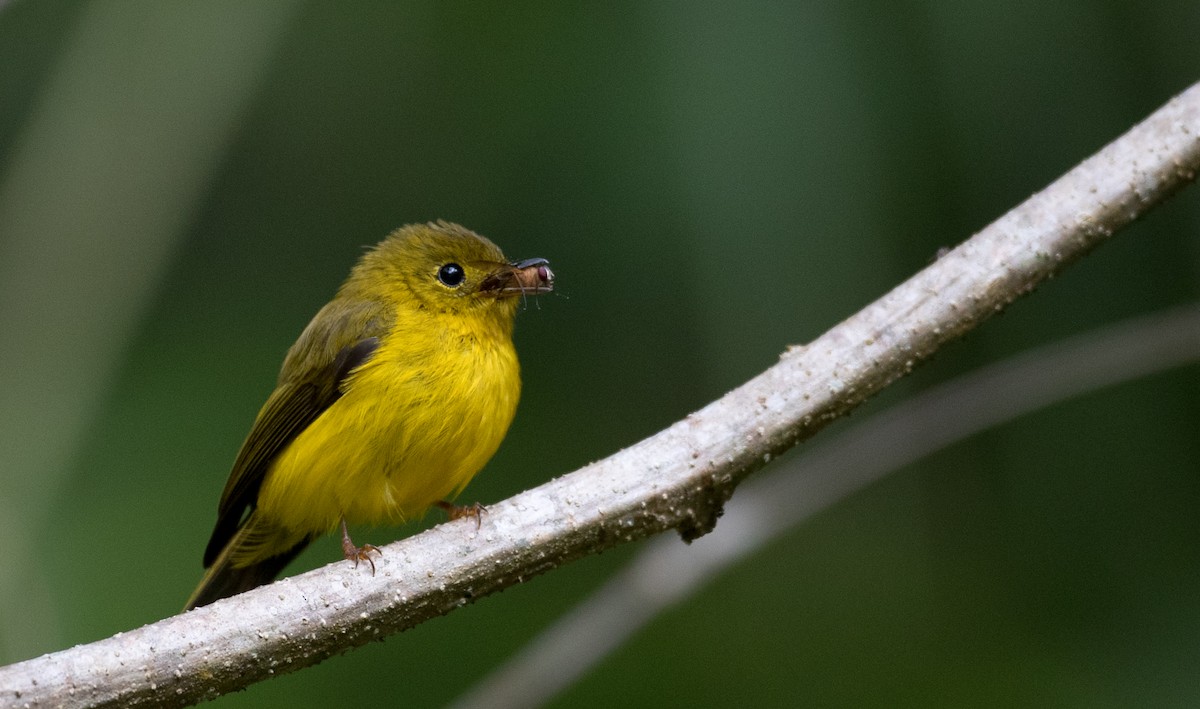 Citrine Canary-Flycatcher - ML224067601