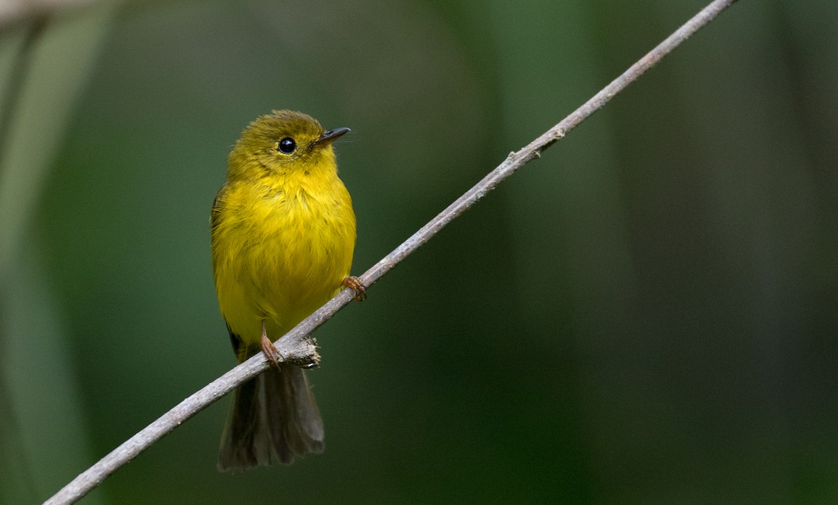 Citrine Canary-Flycatcher - ML224067651