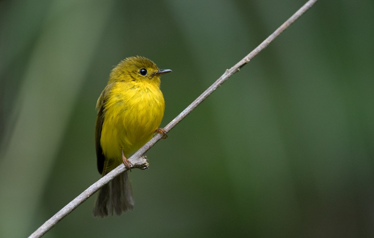 Citrine Canary-Flycatcher - ML224067681