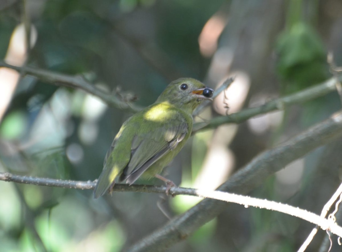 Swallow-tailed Manakin - Vilma Oliveira