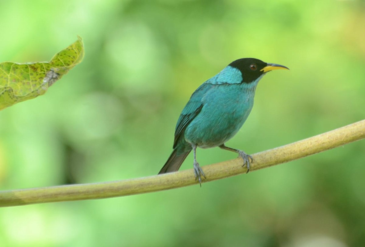 Green Honeycreeper - Vilma Oliveira