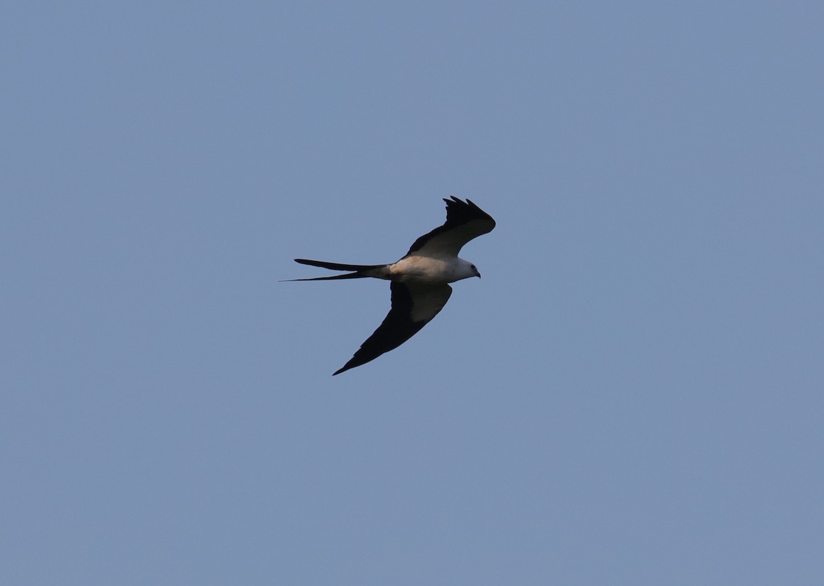 Swallow-tailed Kite - ML224068711