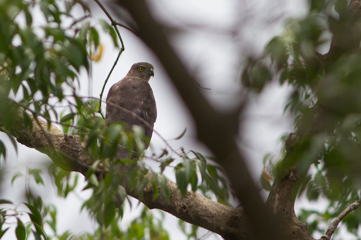 Shikra - ML224069221