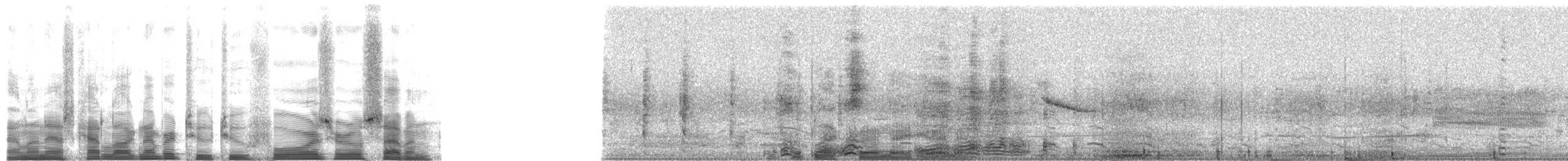 Black-crowned Night Heron (American) - ML22407
