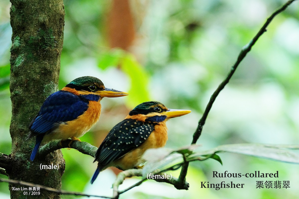 Rufous-collared Kingfisher - Lim Ying Hien