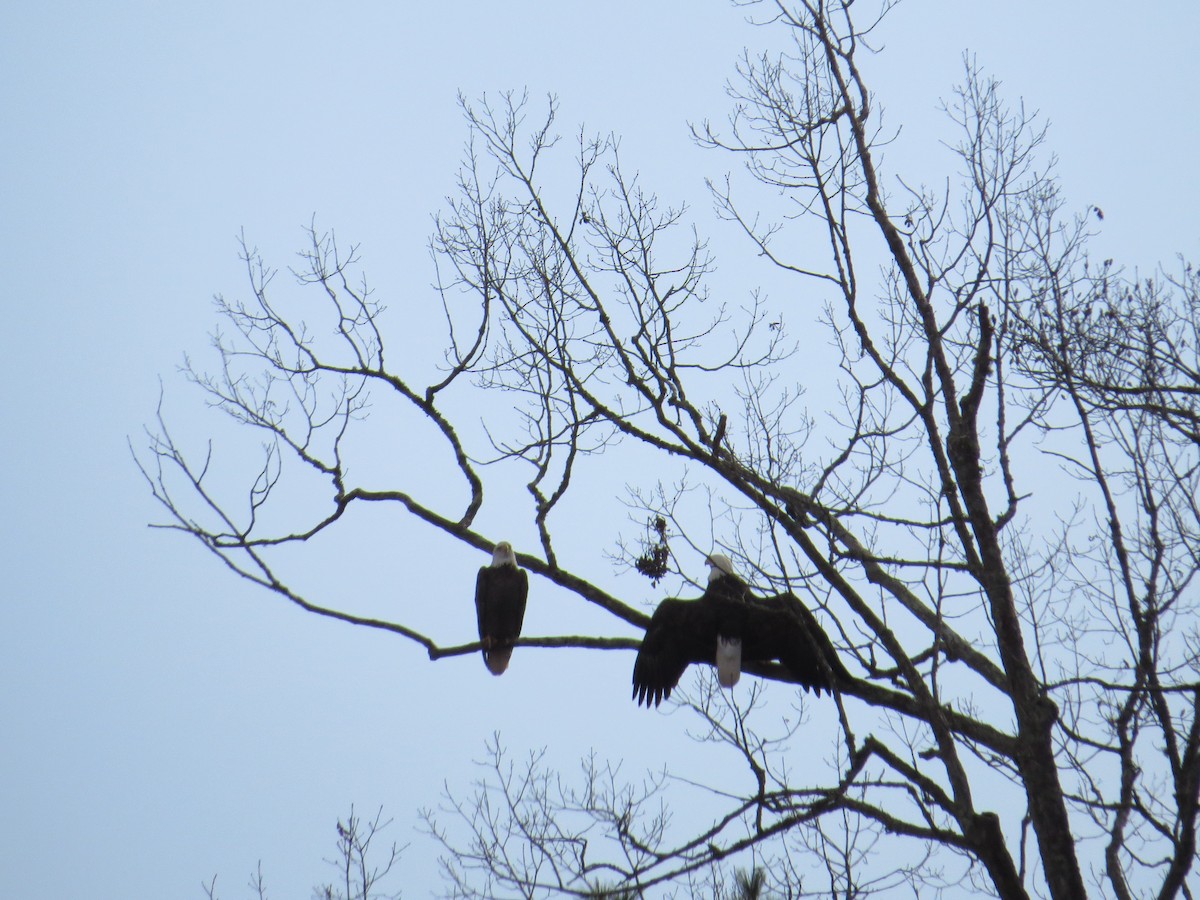 Bald Eagle - ML22407141