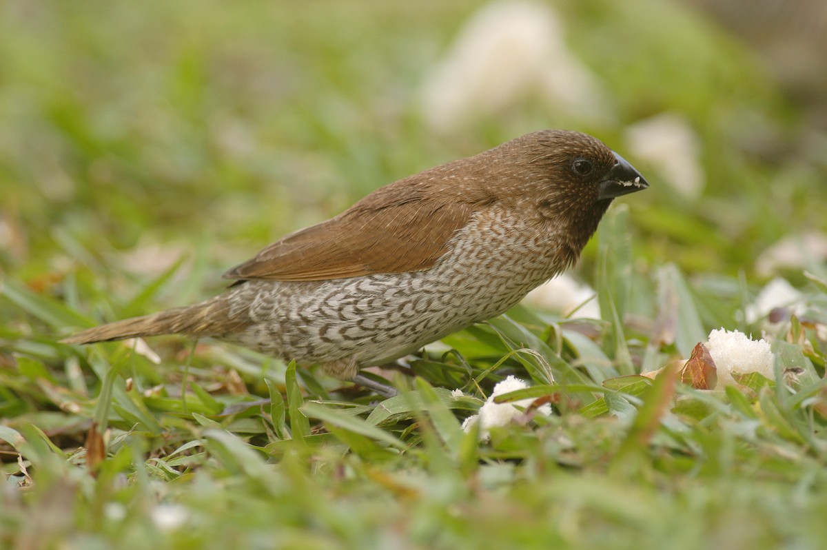 Scaly-breasted Munia - Etienne Artigau🦩