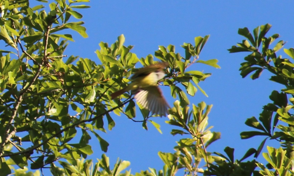 Great Crested Flycatcher - Mitch Foret