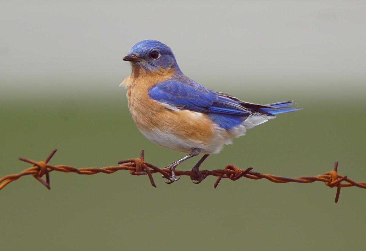 Eastern Bluebird - ML224074311