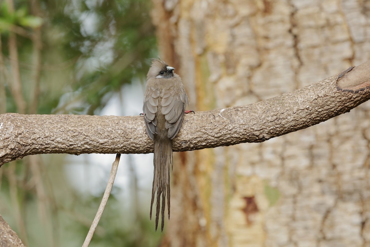 Speckled Mousebird - ML224074591