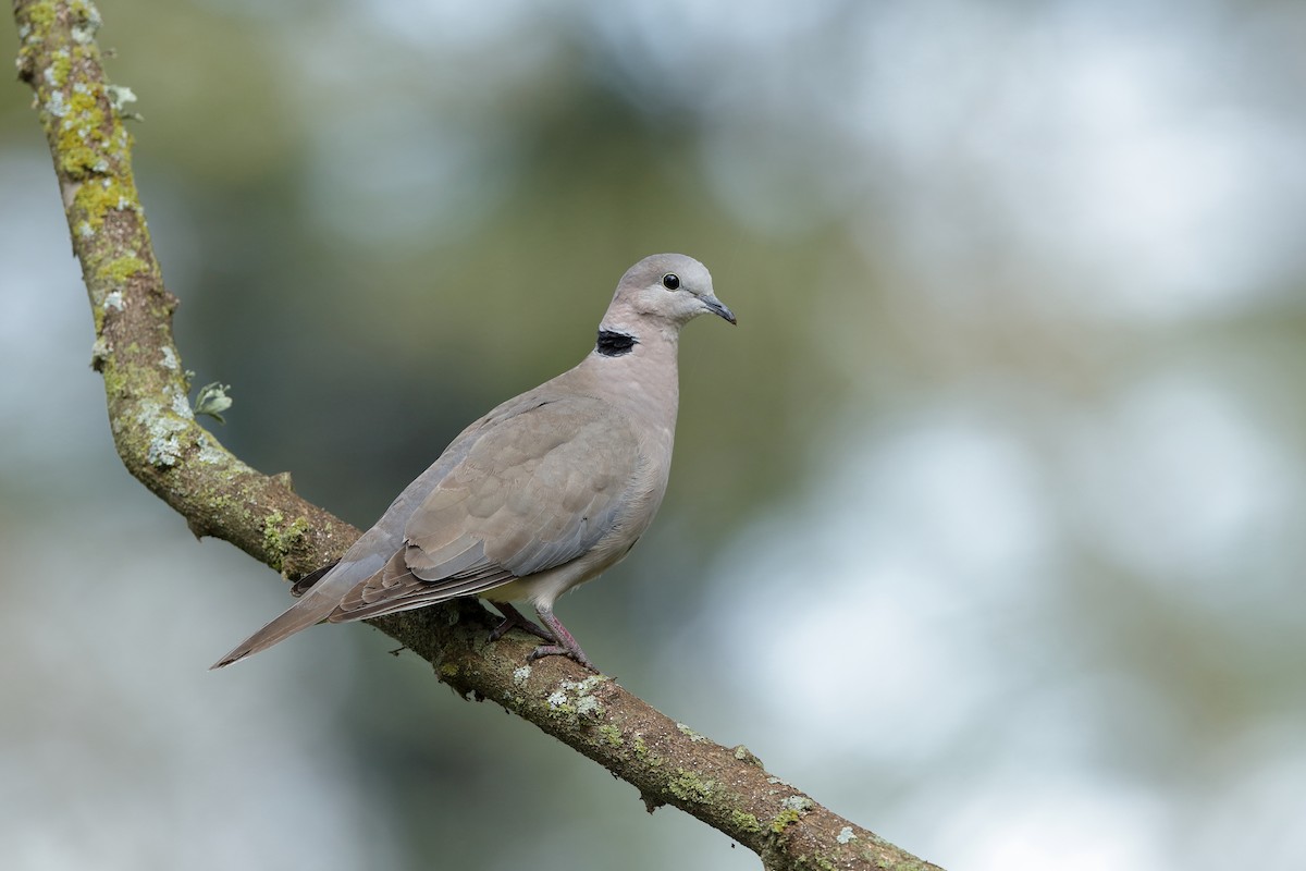 Ring-necked Dove - Holger Teichmann