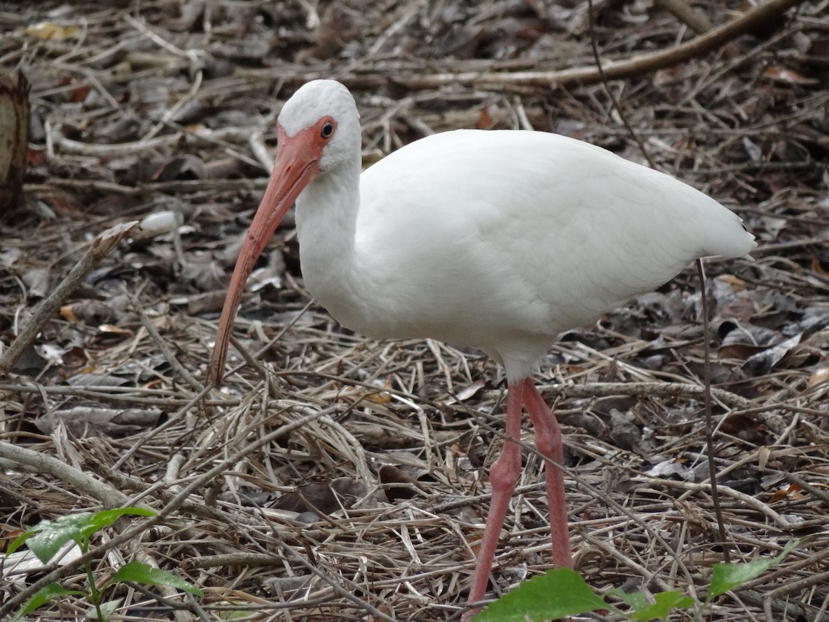 ibis bílý - ML22407521