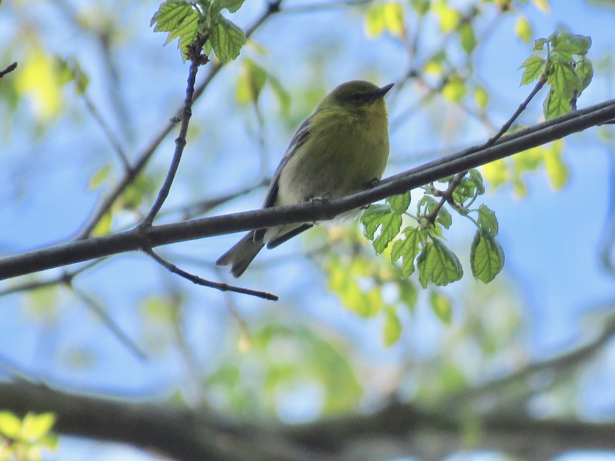 Pine Warbler - ML224076991