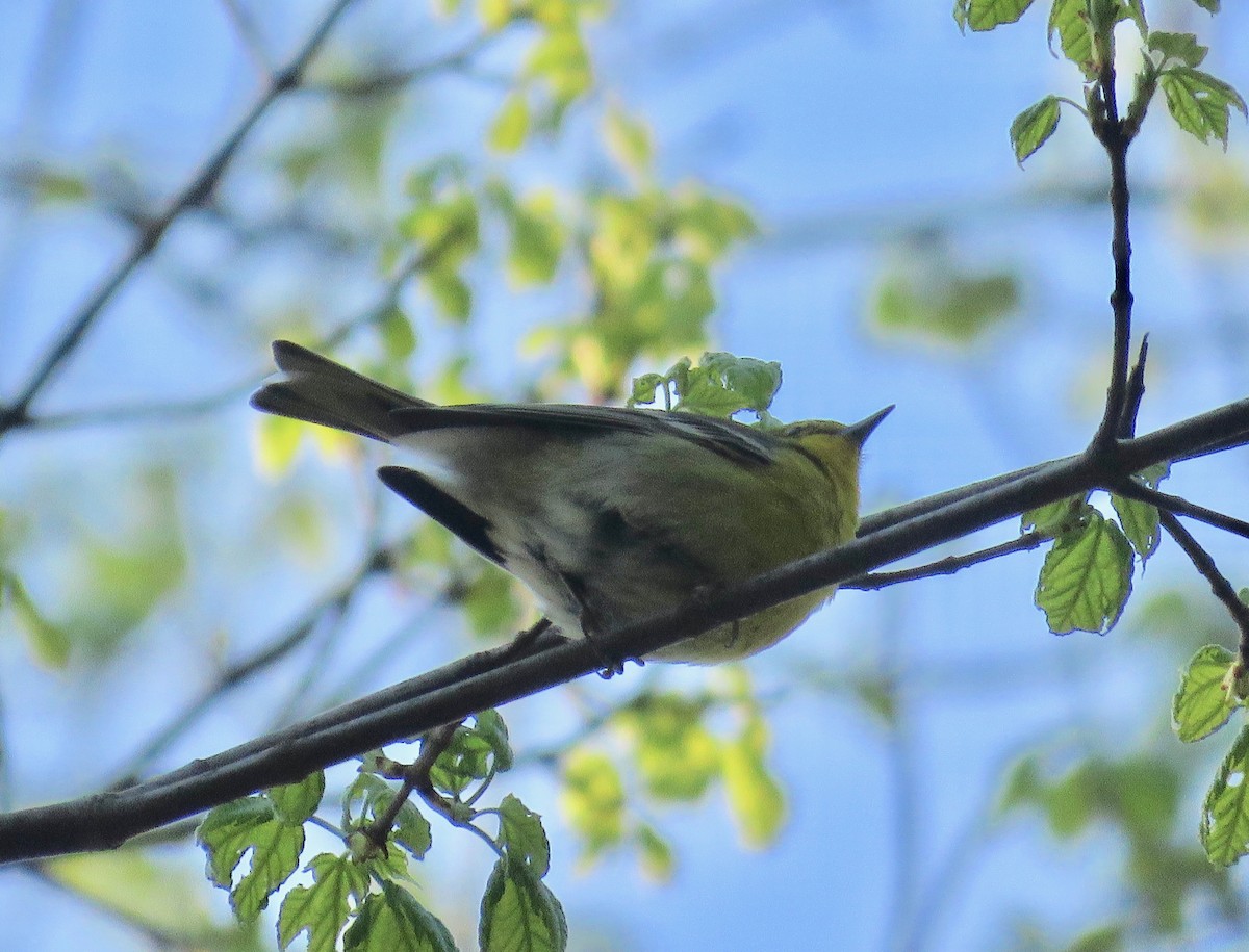 Pine Warbler - ML224077051