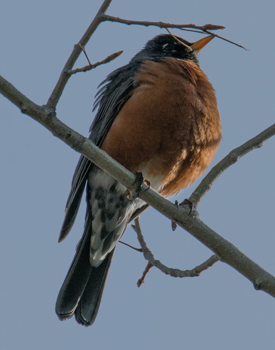 American Robin - ML224078051