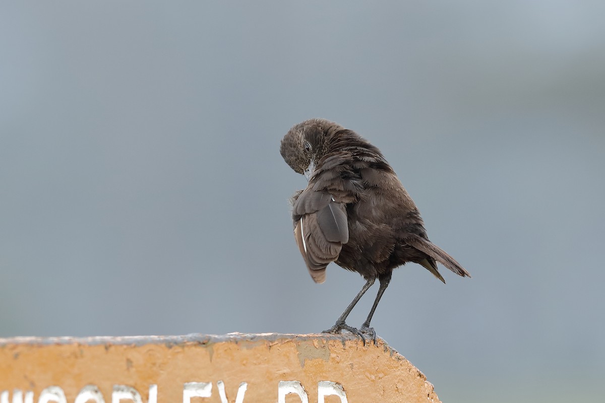 Northern Anteater-Chat - ML224079611