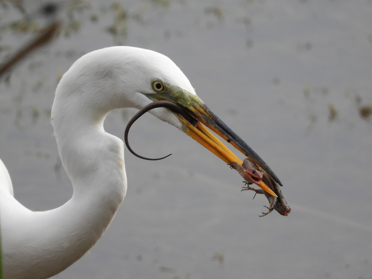 Great Egret - ML224081131