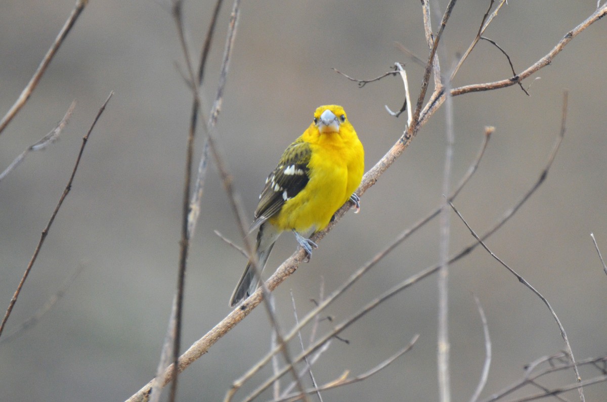 Yellow Grosbeak (Northern) - ML224081171