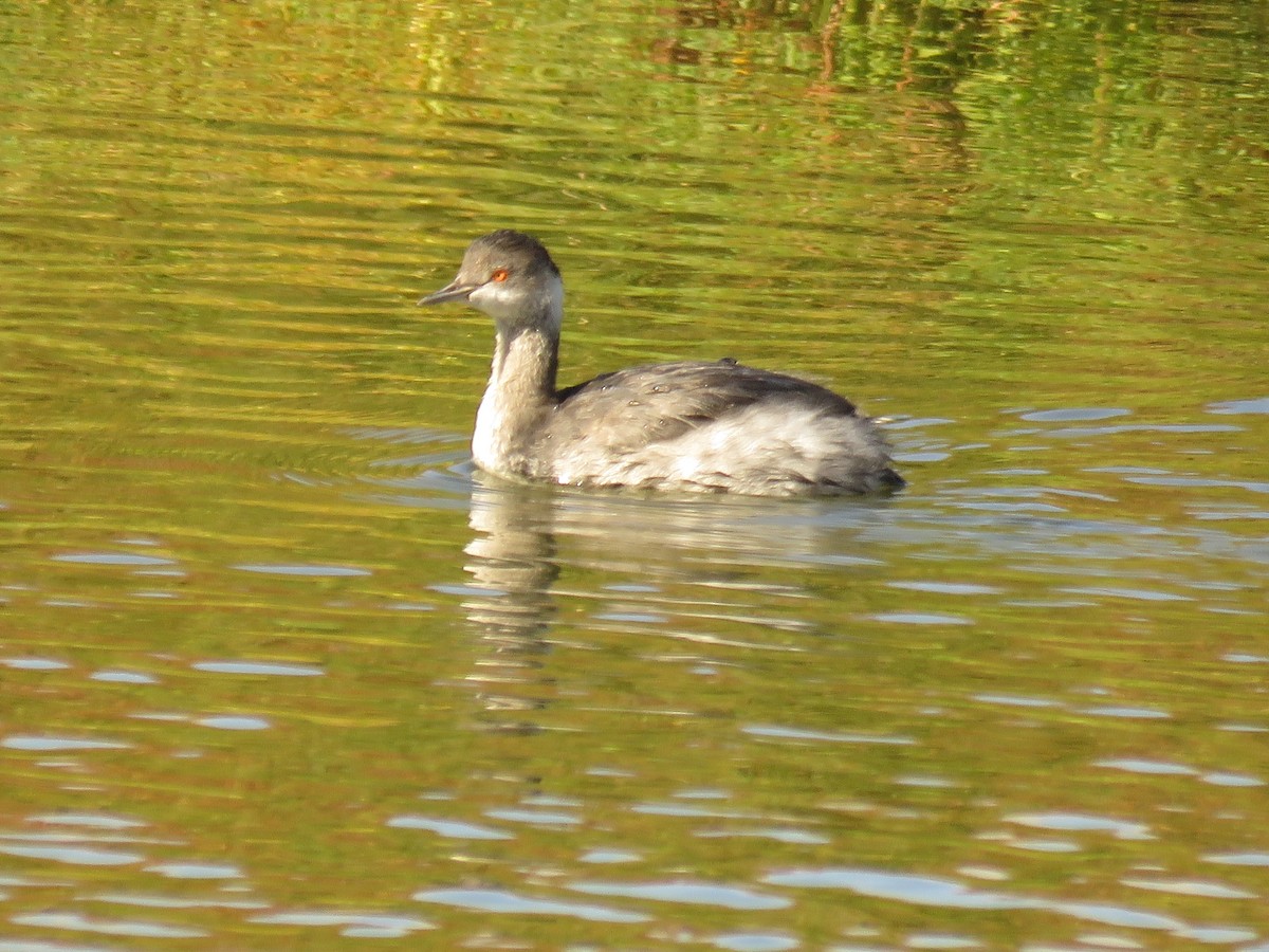 Eared Grebe - Tim Hoffman